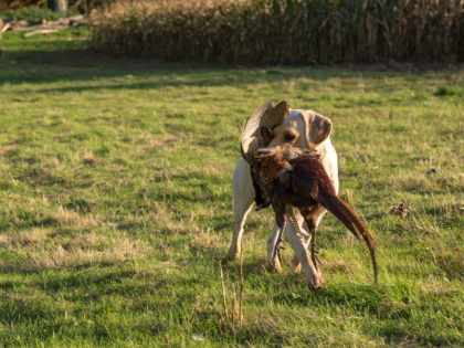 Grandes battues, chasse de haut vol