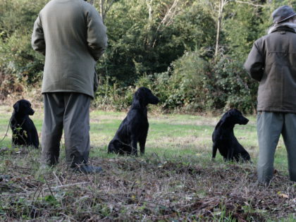 Grandes battues, chasse aux faisans en battue